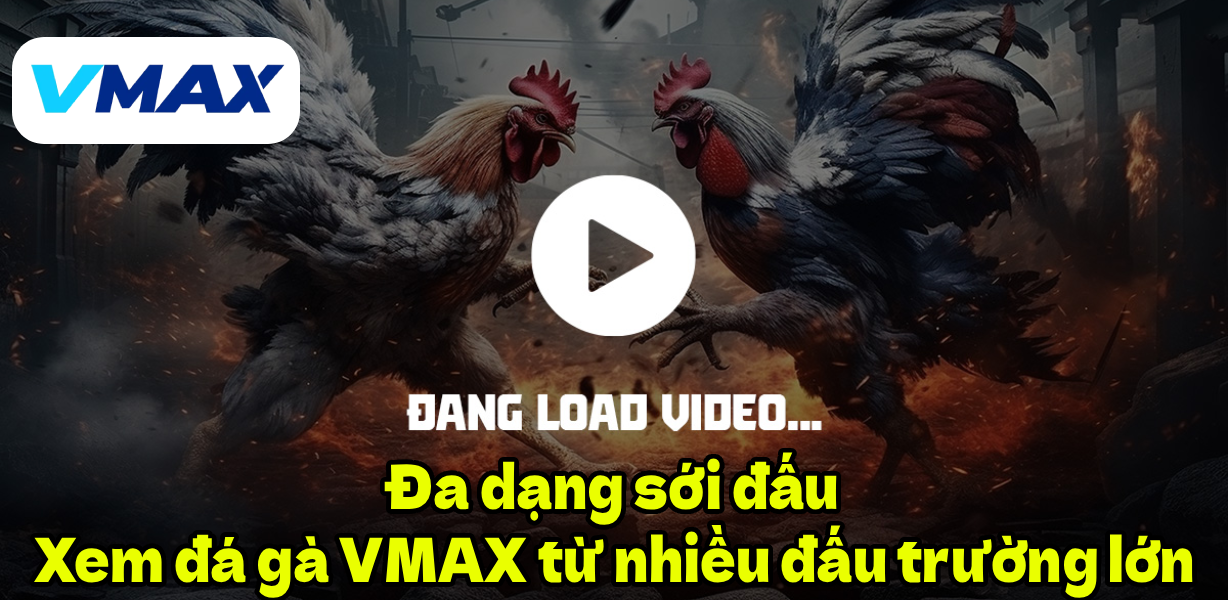 Đa dạng sới đấu – Xem đá gà VMAX từ nhiều đấu trường lớn